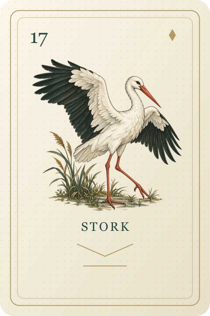 Stork